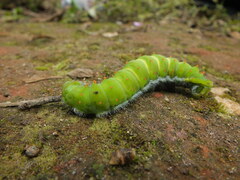 Rothschildia speculifer