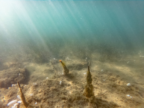 Photo of Mediterranean fanworm (Sabella spallanzanii)