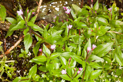 Epilobium alsinifolium