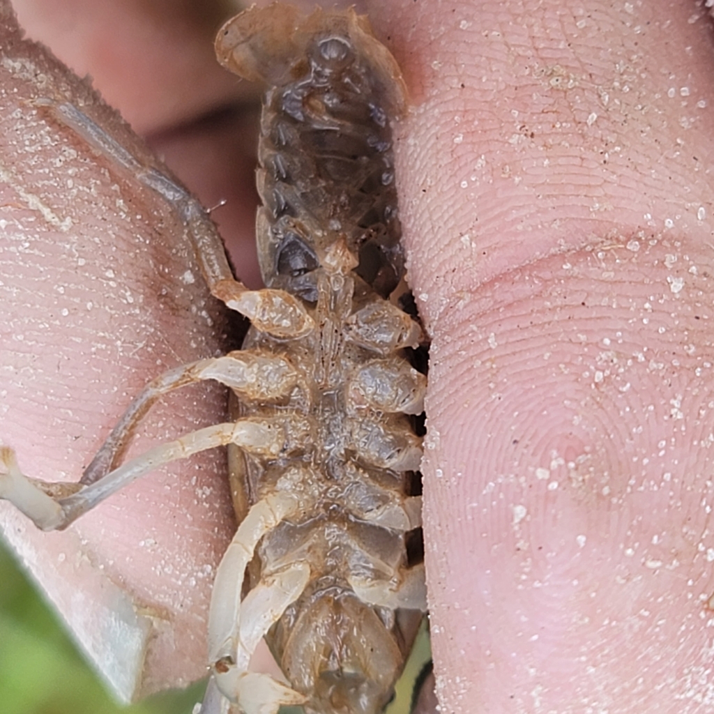 Poor Crayfish