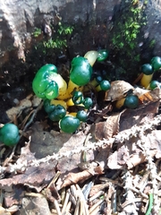 Leotia lubrica image