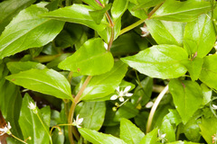 Epilobium alsinifolium