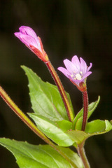 Epilobium alsinifolium