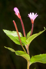Epilobium alsinifolium