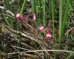 Vaccinium microcarpum