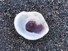 Sigapatella novaezelandiae