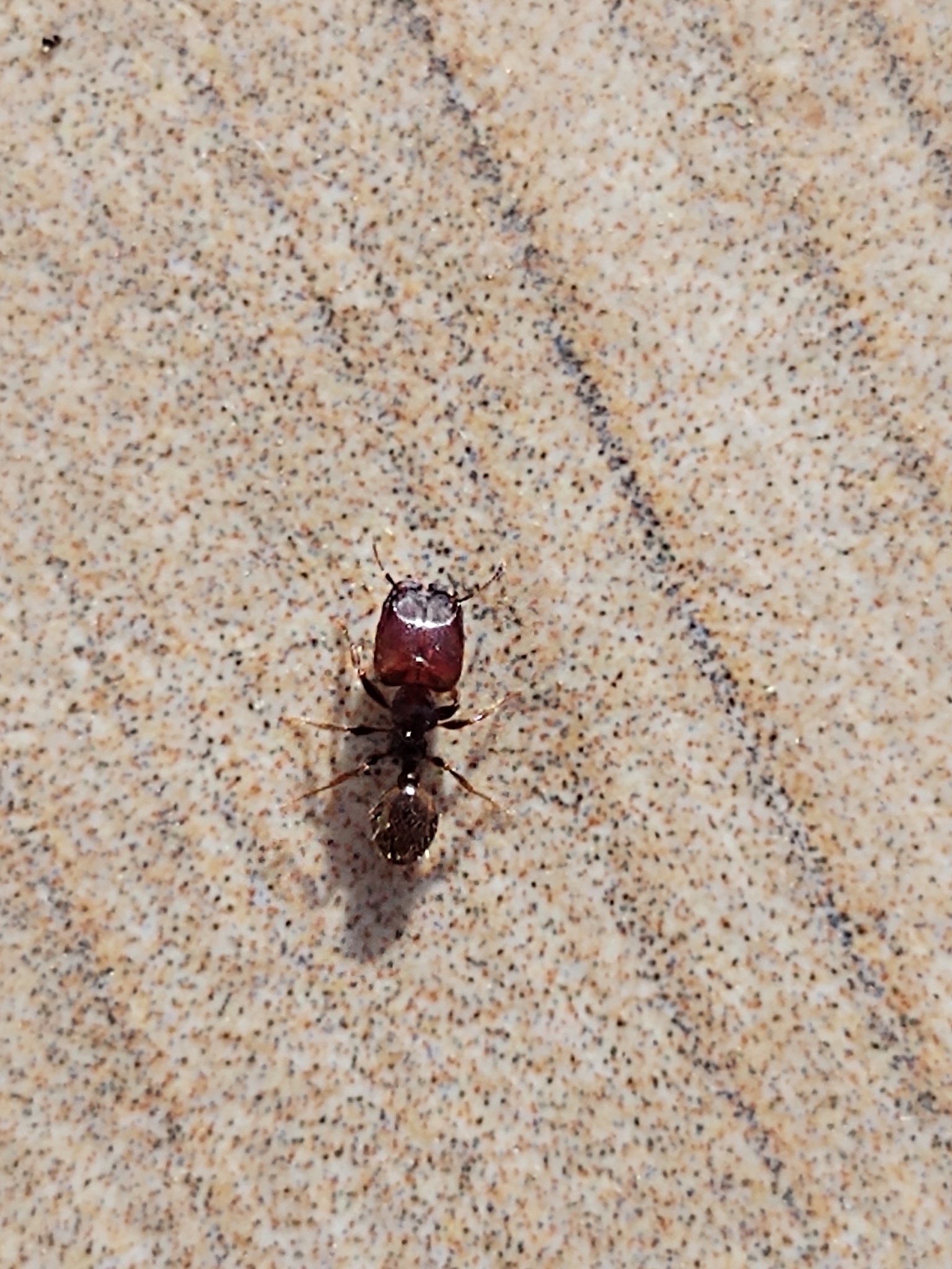 Pheidole aberrans