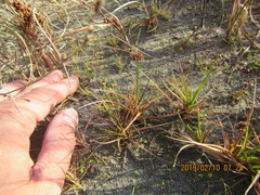 Juncus caespiticius