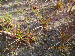 Juncus caespiticius