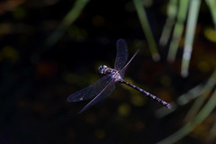 Austroaeschna subapicalis