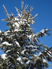 Picea jezoensis jezoensis