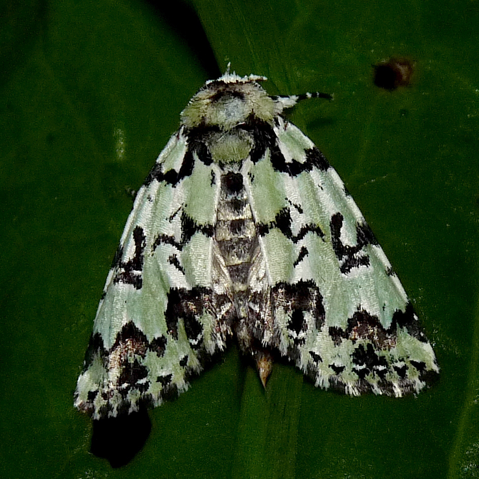 Dyopsinae
