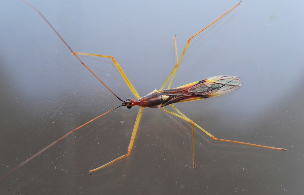 Serendiba staliana