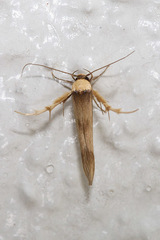 Stathmopoda similignominiosa