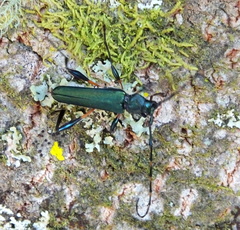 Litopus latipes