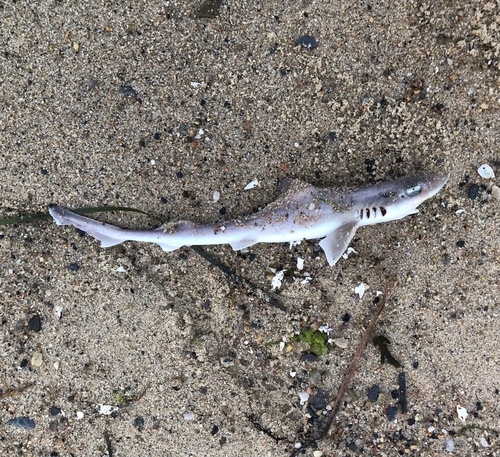Dusky Smooth-hound, Massachusetts, US, photo 10 of 10