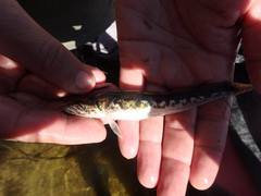 Pseudaphritis urvillii