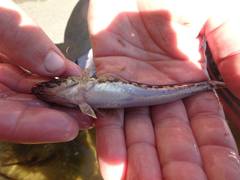 Pseudaphritis urvillii