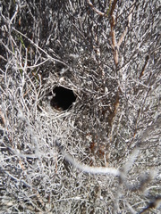 Cisticola subruficapilla