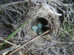Cisticola subruficapilla