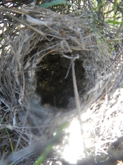 Cisticola subruficapilla