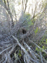 Cisticola subruficapilla