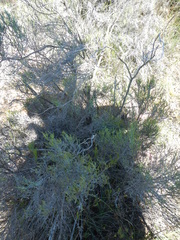 Cisticola subruficapilla