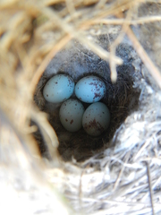 Cisticola subruficapilla