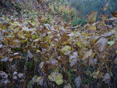 Filipendula camtschatica