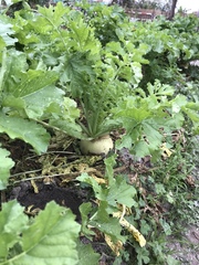 Raphanus sativus longipinnatus