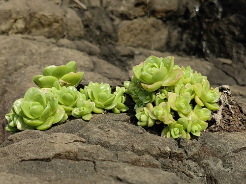 Orostachys furusei 2