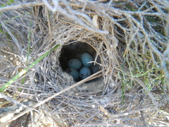 Cisticola subruficapilla