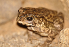 Asian Common Toad photo 3