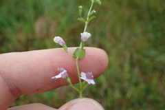 Clinopodium brownei