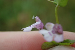 Clinopodium brownei