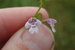 Clinopodium brownei
