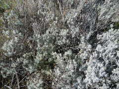 Cisticola subruficapilla