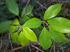 Cissus hypoglauca