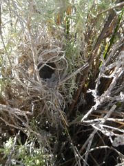 Cisticola subruficapilla