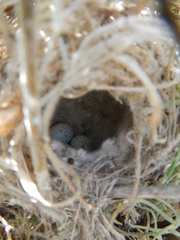 Cisticola subruficapilla