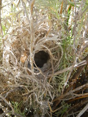 Cisticola subruficapilla