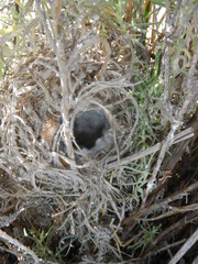 Cisticola subruficapilla
