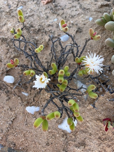 Dicrocaulon ramulosum
