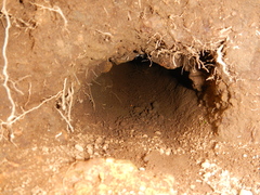 Geocolaptes olivaceus