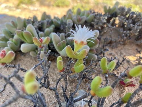 Dicrocaulon ramulosum