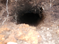 Geocolaptes olivaceus