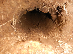 Geocolaptes olivaceus