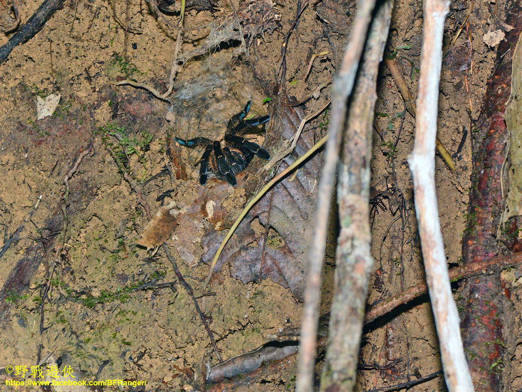 Southeast Asian Tarantulas from Bahagian Miri, Sarawak, 馬來西亞 on ...