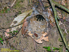 Ornithoctoninae
