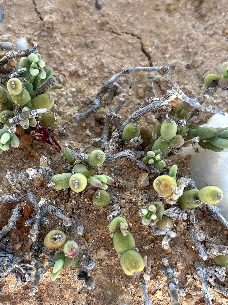 Mesembryanthemum dinteri, Namakwa District Municipality, South Africa